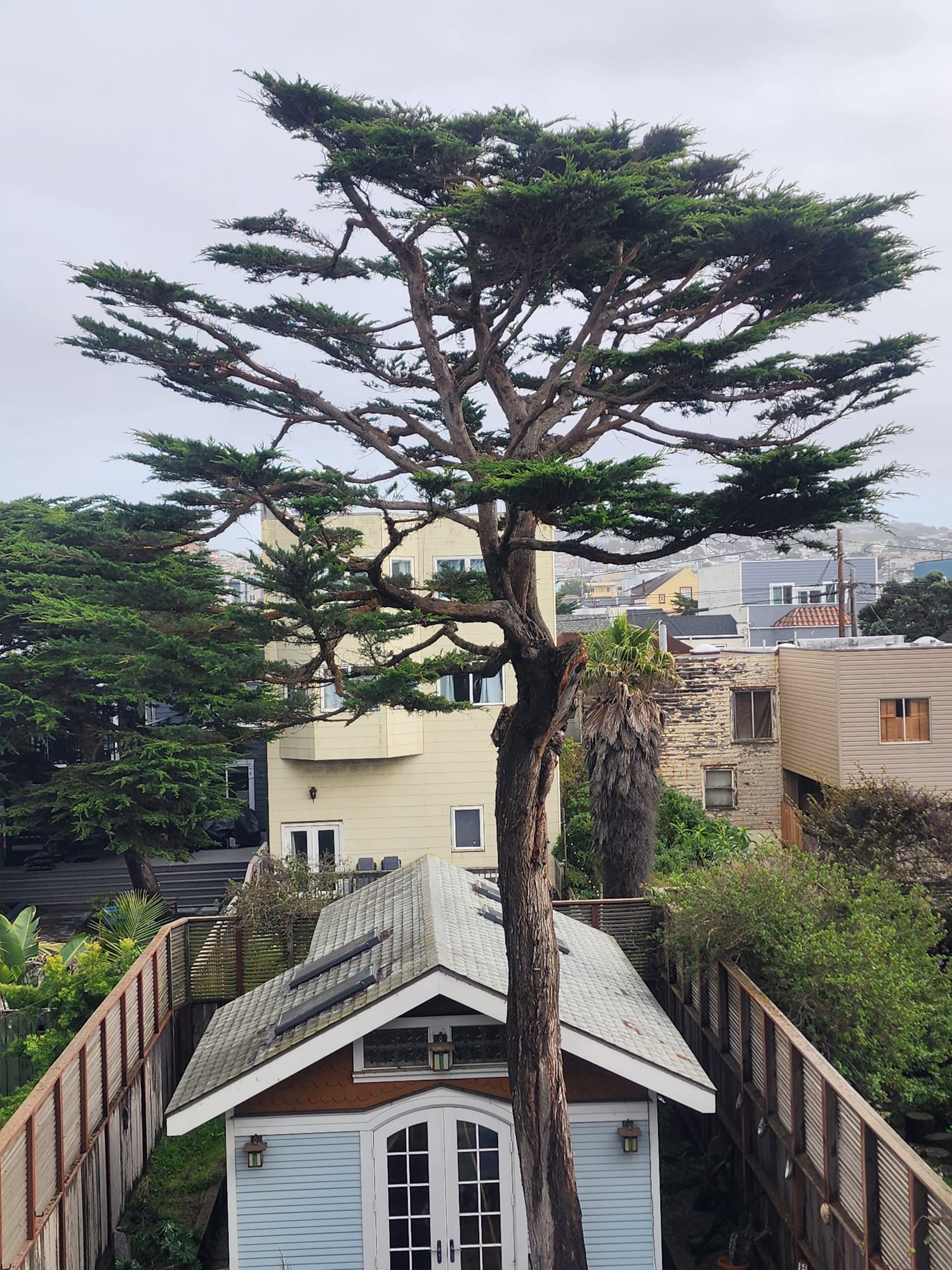 Cypress tree after being trimmed