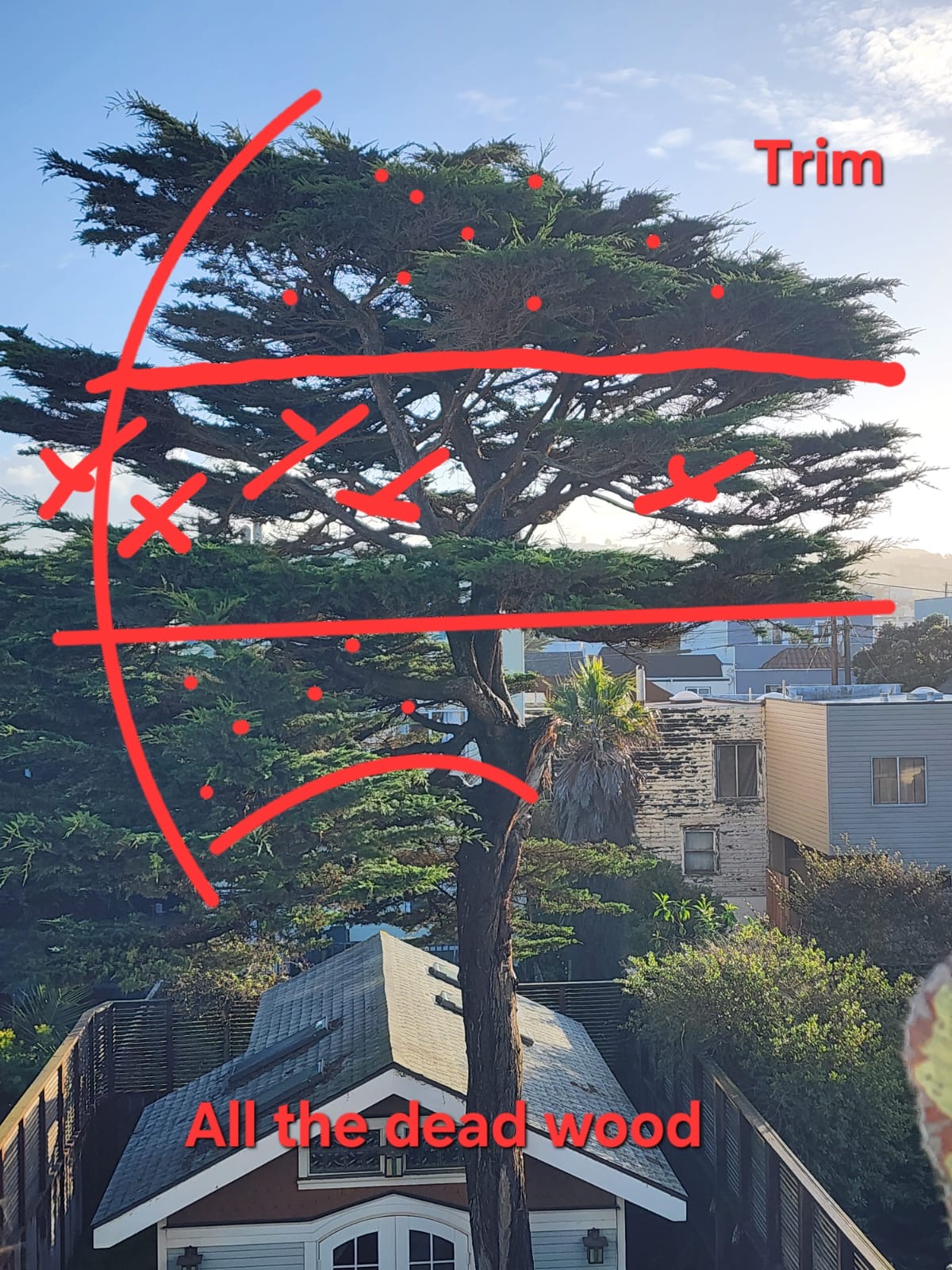 Tree before trimming