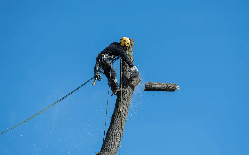 tree climber big section